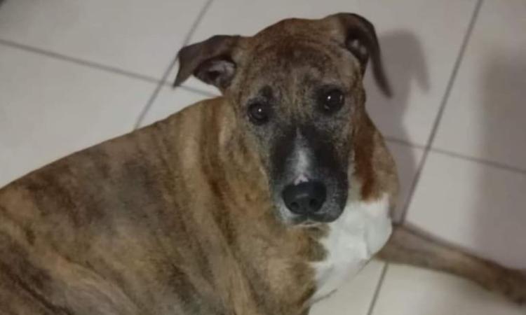 Cane smarrito a Civitanova: i proprietari chiedono aiuto per ritrovare Frittella Cane smarrito a Civitanova: i proprietari chiedono aiuto per ritrovare Frittella