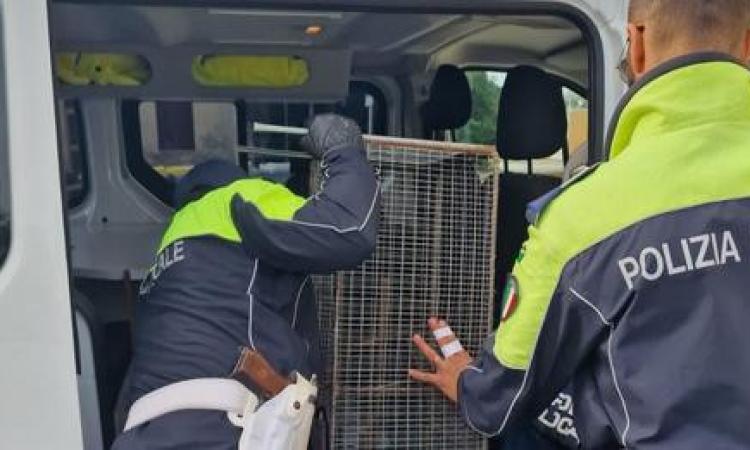 Posiziona trappole illegali per la cattura di animali domestici: fermato un uomo Posiziona trappole illegali per la cattura di animali domestici: fermato un uomo