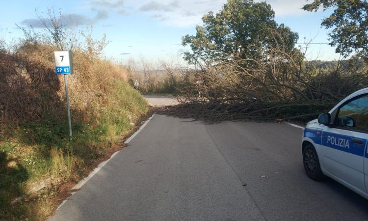 Rami e alberi caduti, in contrada Paterno si abbatte palo telefonico: i danni causati dal vento a Tolentino