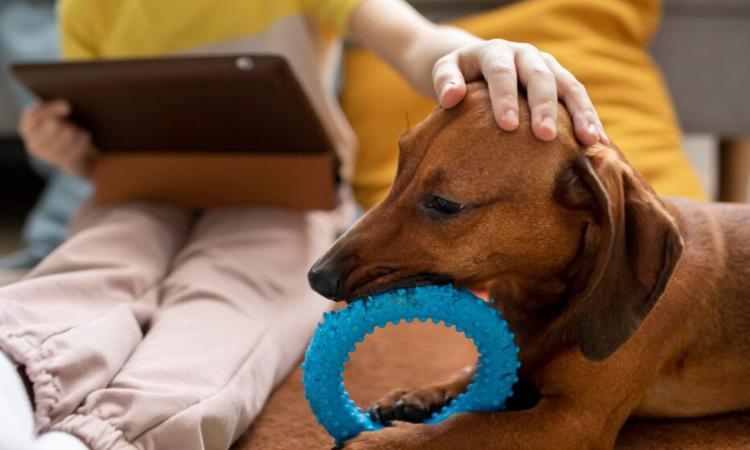 Gli animali a casa dei piccoli pazienti oncologici: un concerto benefico per la pet therapy Gli animali a casa dei piccoli pazienti oncologici: un concerto benefico per la pet therapy