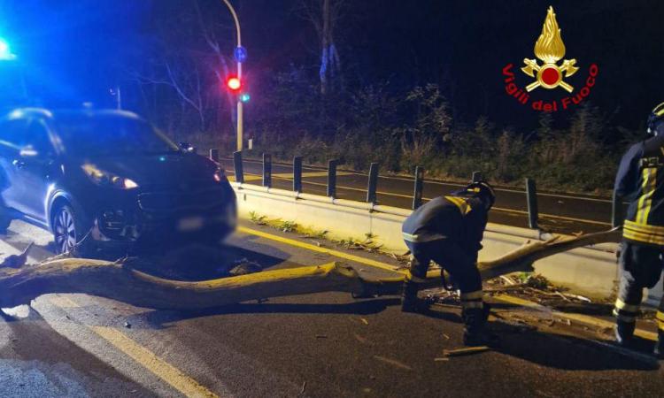 Forte vento, albero si abbatte sulla carreggiata e colpisce un'auto in transito Forte vento, albero si abbatte sulla carreggiata e colpisce un'auto in transito