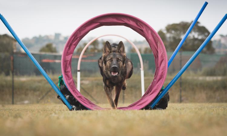 Diventare conduttori di cani, torna il corso gratuito a Macerata: come fare domanda