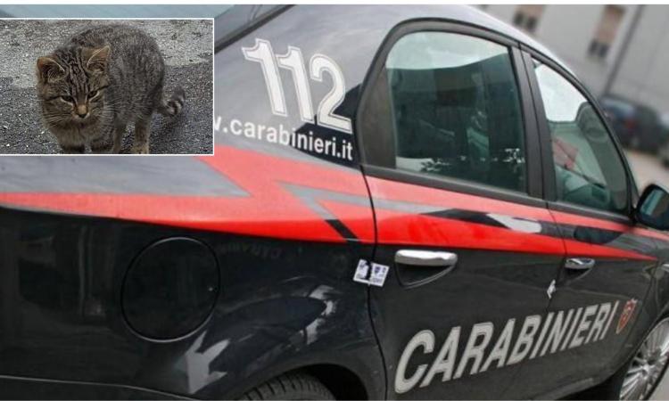 Macerata, getta il proprio gatto dal balcone: denunciata 37enne Macerata, getta il proprio gatto dal balcone: denunciata 37enne