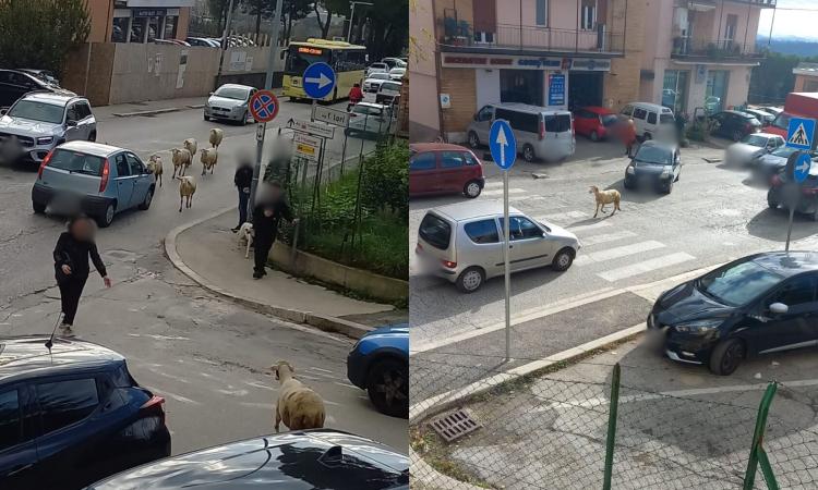 Macerata, transumanza in via Roma: pecore in mezzo al traffico Macerata, transumanza in via Roma: pecore in mezzo al traffico