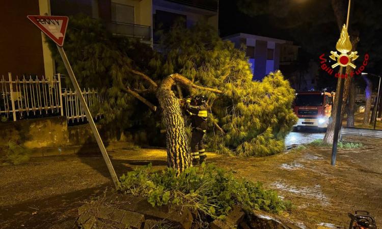 Emergenza maltempo nelle Marche: forte vento, alberi abbattuti e neve, vigili del fuoco al lavoro senza sosta