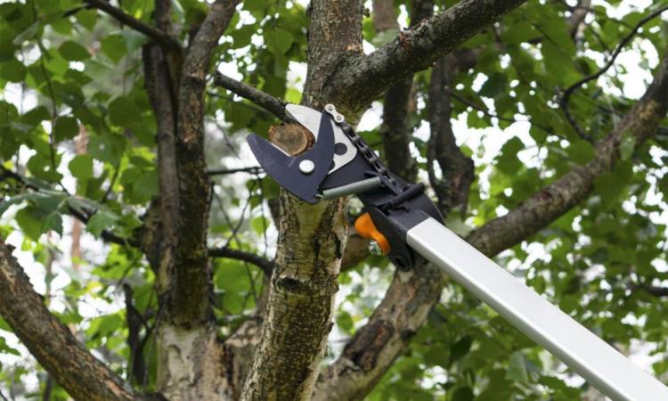 Macerata, potatura alberi e montaggio gru: come cambia la viabilità in viale Carradori