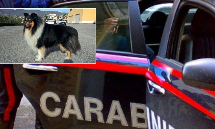 Cane morde l'anziana padrona poi le ringhia contro impedendole di uscire: intervengono i carabinieri