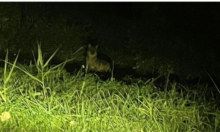 Avvistamento di un lupo a Monte San Martino: "Ucciso animale domestico, segnalare presenza" Avvistamento di un lupo a Monte San Martino: "Ucciso animale domestico, segnalare presenza"