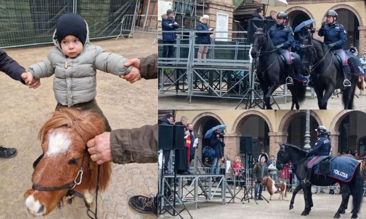 Tolentino, la pioggia non ferma la sfilata dei cavalli per Sant'Antonio: il pony "Jack Sparrow" montato dal piccolo Elia