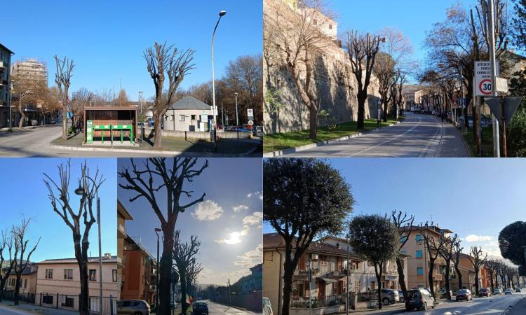 Tolentino, al via la potatura degli alberi in centro. Sclavi: "Le piante compromesse saranno abbattute"