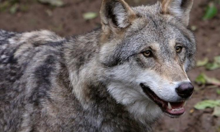 Camerino, lupi in giro per il centro abitato: tavolo tecnico e monitoraggio in corso