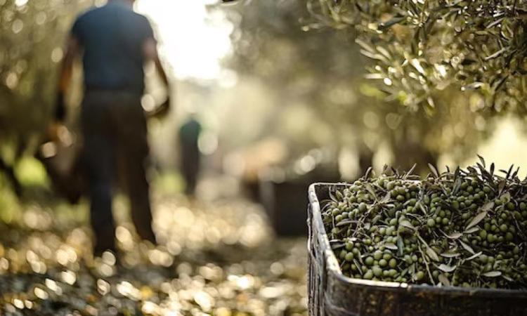 A Matelica il primo corso teorico e pratico sulla potatura dell'ulivo A Matelica il primo corso teorico e pratico sulla potatura dell'ulivo