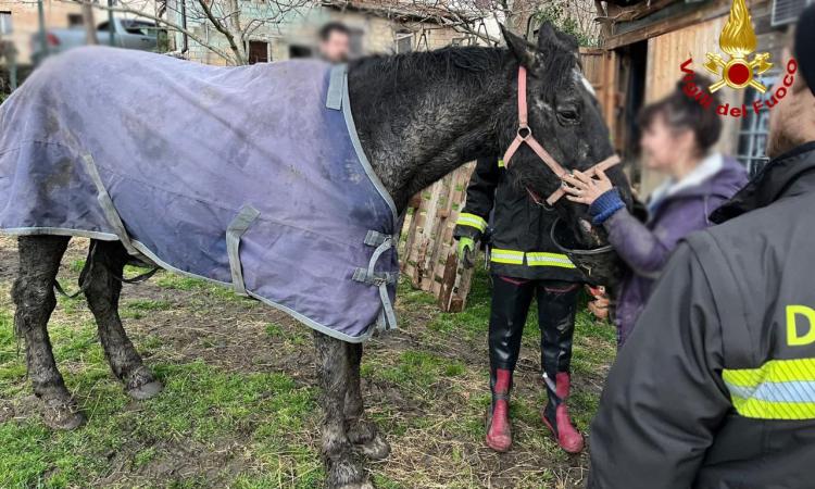 Sarnano, cavallo impantanato nel fango: i vigili del fuoco lo soccorrono