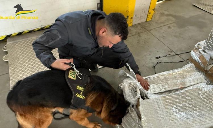 Civitanova, la droga viaggia con il corriere: sequestrati 190 chili di marijuana pronti per essere distribuiti Civitanova, la droga viaggia con il corriere: sequestrati 190 chili di marijuana pronti per essere distribuiti