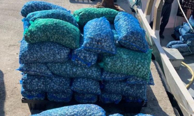 Civitanova, la Guardia Costiera sequestra oltre 600 chili di vongole prive di tracciabilità Civitanova, la Guardia Costiera sequestra oltre 600 chili di vongole prive di tracciabilità