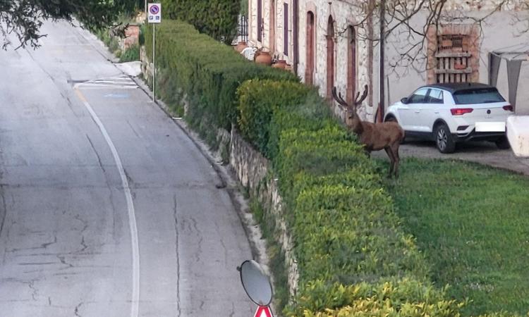 Fiuminata, esemplare di cervo avvistato alle porte del centro: “Mi sono accorta grazie al mio cane"