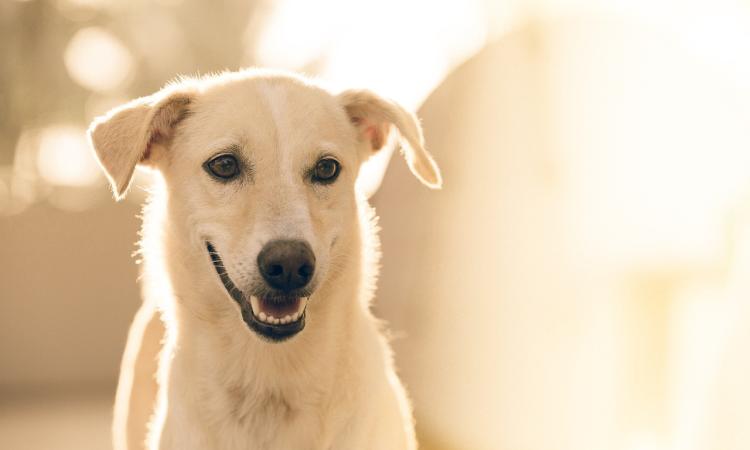 È possibile richiedere un risarcimento danni per la procurata morte dell’animale di affezione?