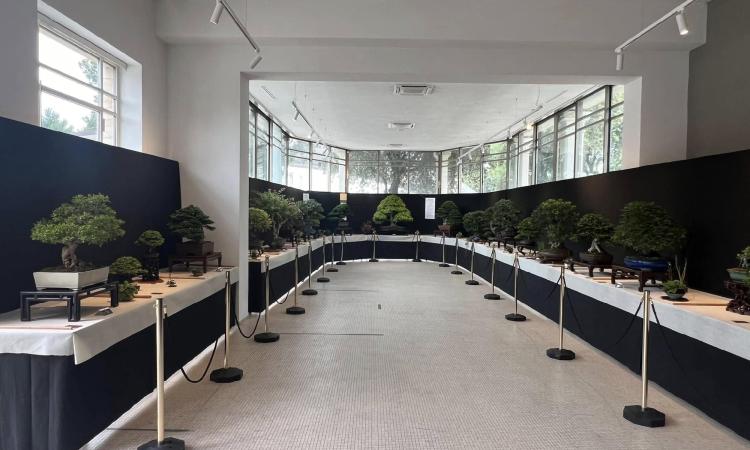 Bonsai protagonisti a Civitanova: espositori da tutto il Centro Italia per l’edizione del trentennale