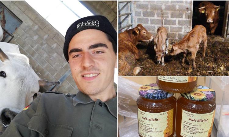 "Il viaggio dei nostri bovini? Tutto racchiuso tra le colline di San Severino": la società agricola Cruciani si racconta