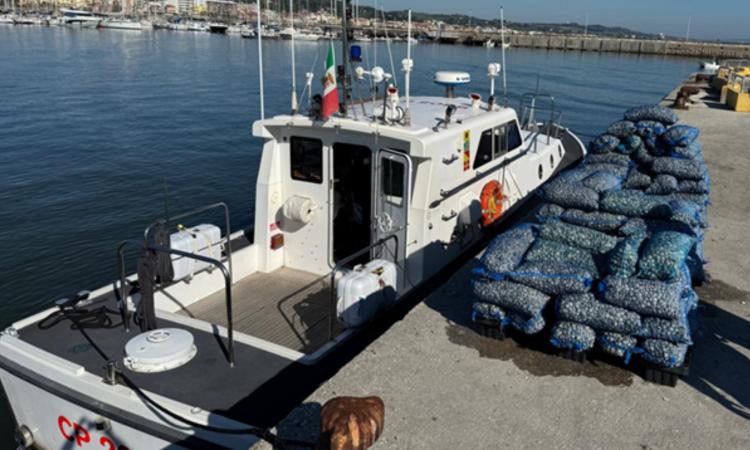 Civitanova, blitz della guardia costiera: sequestrate oltre 1.200 kg di vongole illegali al porto
