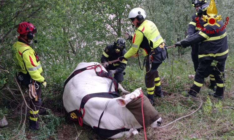 Mucca precipita in un dirupo a Sarnano: salvata con l’elicottero Mucca precipita in un dirupo a Sarnano: salvata con l’elicottero