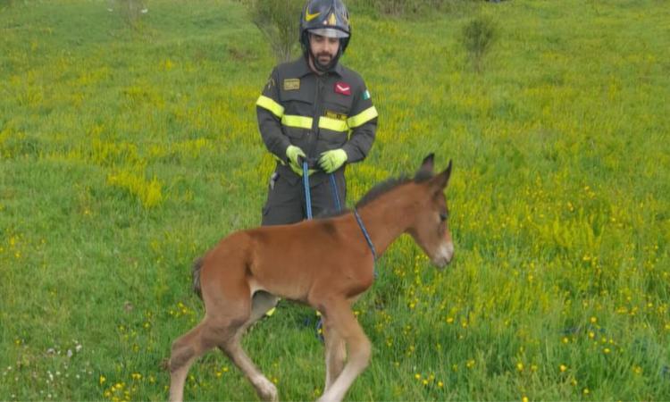 Puledro scivola in un fossato profondo due metri: intervengono i Vigili del fuoco