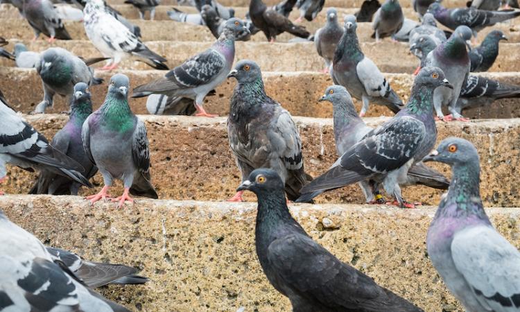 Emergenza piccioni in Italia: una minaccia invisibile per la salute pubblica Emergenza piccioni in Italia: una minaccia invisibile per la salute pubblica