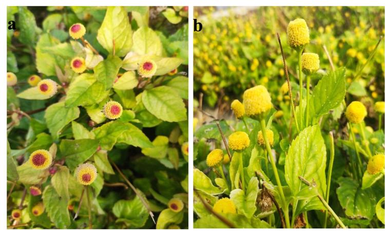 Acquaponica e innovazione: lo studio di Unicam sulla jambù conquista la rivista “Plants” Acquaponica e innovazione: lo studio di Unicam sulla jambù conquista la rivista “Plants”