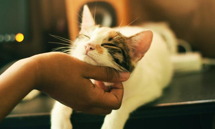 Cani e gatti con pelle sensibile: consigli per una beauty routine naturale ed efficace