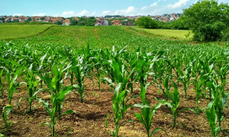 Il settore agricoltura tra sfide europee, dati nazionali e iniziative regionali