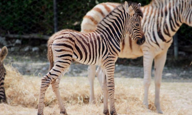 Il Parco Zoo Falconara dà il benvenuto a un cucciolo di zebra Il Parco Zoo Falconara dà il benvenuto a un cucciolo di zebra