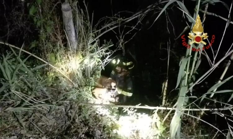 Cane precipita in un dirupo profondo 20 metri: intervengono i Vigili del Fuoco Cane precipita in un dirupo profondo 20 metri: intervengono i Vigili del Fuoco