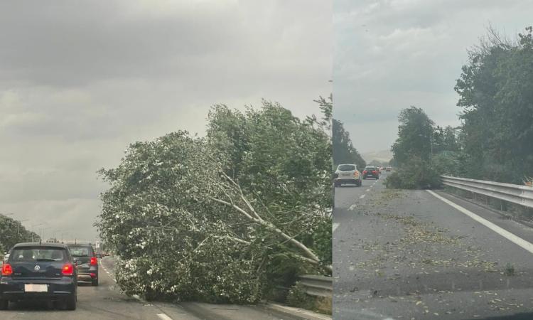 Forti raffiche di vento nel Maceratese: albero caduto in superstrada, disagi alla circolazione Forti raffiche di vento nel Maceratese: albero caduto in superstrada, disagi alla circolazione