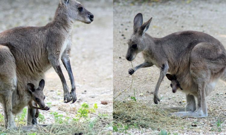 Parco Zoo Falconara: è nato un cucciolo di canguro grigio orientale (FOTO e VIDEO)