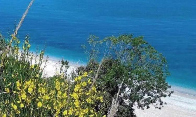 Paura in spiaggia: tre feriti per la caduta di un albero, recuperati via mare
