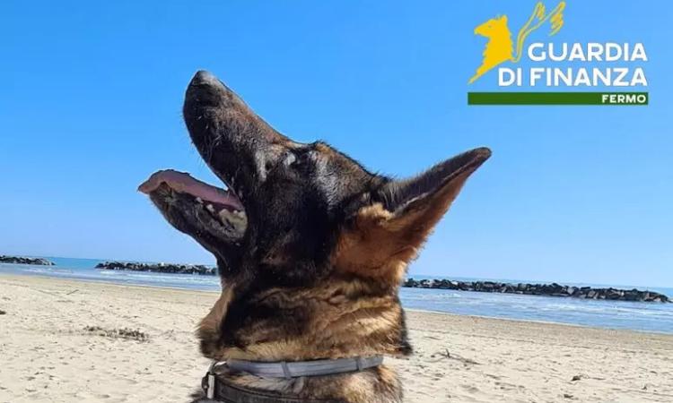 La Finanza dice addio a Fancy: cane antidroga da record La Finanza dice addio a Fancy: cane antidroga da record