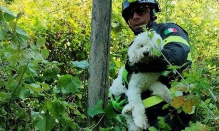 Lieto fine per un cane disperso: bloccato tra i rovi e salvato dai Vigili del Fuoco