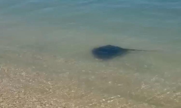 Razza davanti allo chalet Il Vascello di Porto Recanati