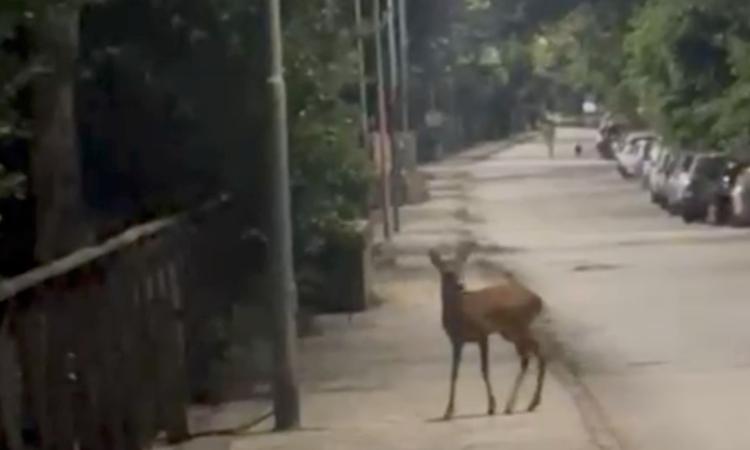 Capriolo avvistato nella pineta di Porto Recanati: un incontro sorprendente vicino al mare