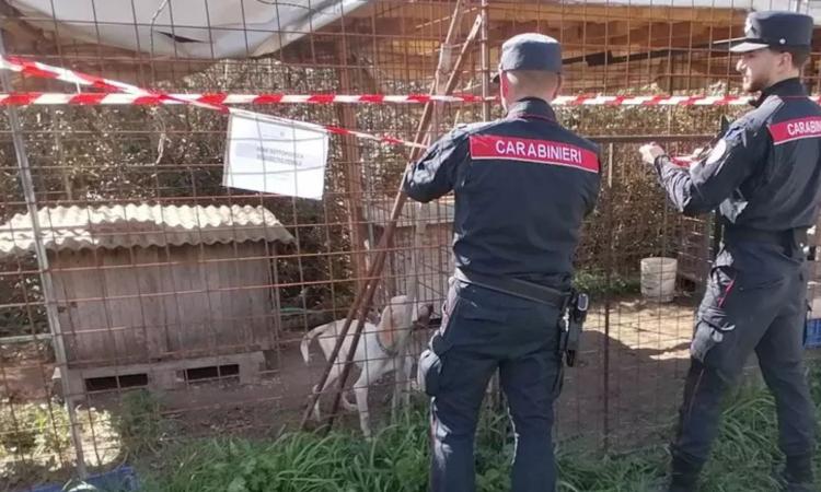 Lager per cani da caccia: malnutriti e infestati di pulci. Uno muore, denunciato il proprietario