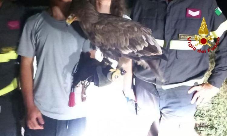 Aquila addestrata ritrovata lungo la strada: intervengono i Vigili del Fuoco
