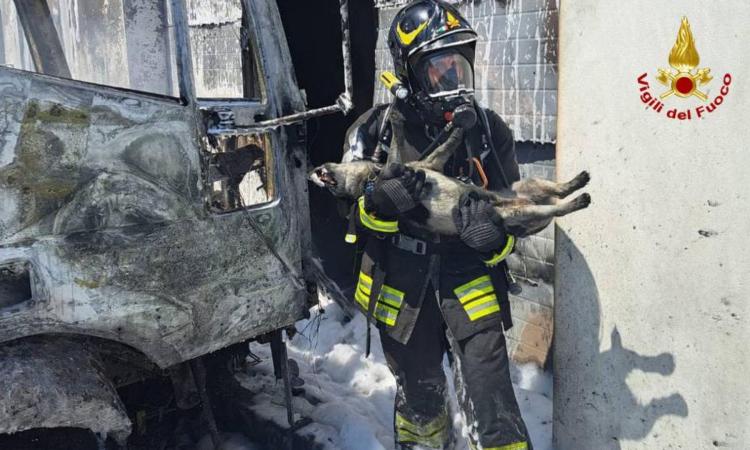 Ascoli, camion avvolto dalle fiamme nella zona industriale: trovato cane agonizzante in un capannone