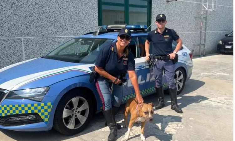 L'auto sbanda in A14, pitbull trasportato in modo pericoloso: multato il conducente