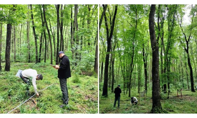 Boschi e biodiversità, l’Italia avrà la prima mappa completa: l’Università di Camerino in prima linea