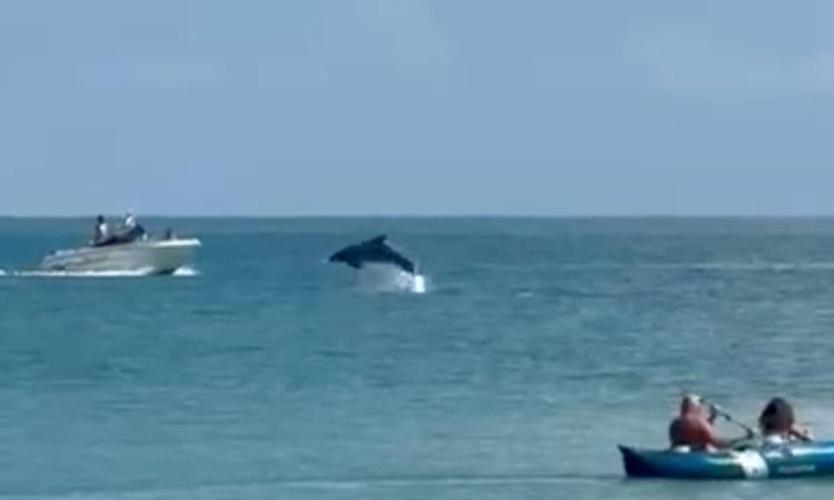 Porto Recanati si sveglia con lo spettacolo dei delfini (VIDEO)
