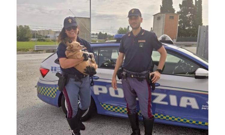 Cagnolino cade dall'auto in A14: salvato dalla polizia stradale e restituito alla famiglia