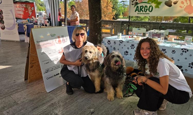 Alla fiera di San Giuliano la speranza di Artù e Aaron: due cuccioli in cerca di casa Alla fiera di San Giuliano la speranza di Artù e Aaron: due cuccioli in cerca di casa