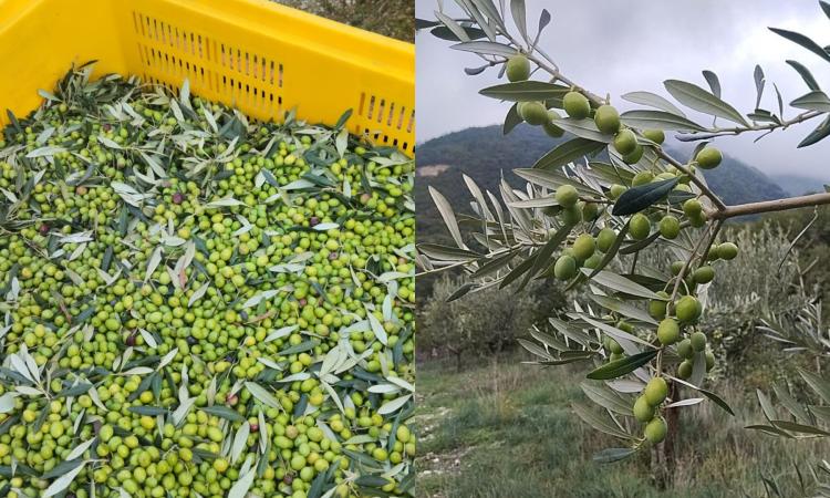 DATI CIA - Olio, produzione record nelle Marche: +198% rispetto al 2023 DATI CIA - Olio, produzione record nelle Marche: +198% rispetto al 2023