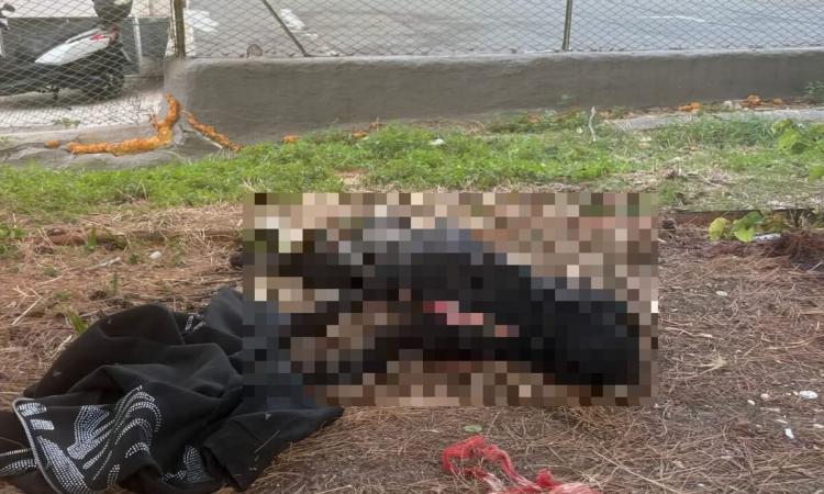 Poliziotto spara e uccide un pitbull: "Difesa personale". La proprietaria: "Lo tenevo dal collare" Poliziotto spara e uccide un pitbull: "Difesa personale". La proprietaria: "Lo tenevo dal collare"