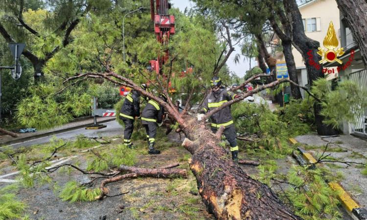Marche - Piogge intense, allagamenti e alberi caduti: numerosi interventi dei vigili del fuoco